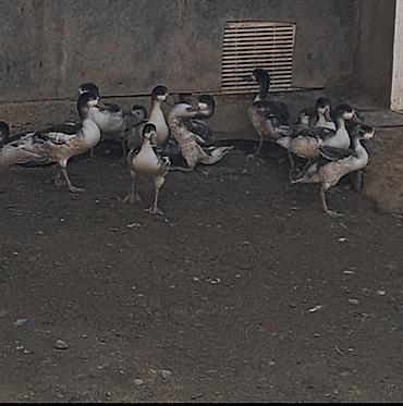 Məhsul: Ördək balaları (tətillik/ferma üçün) Təsvir: - Şəkildə