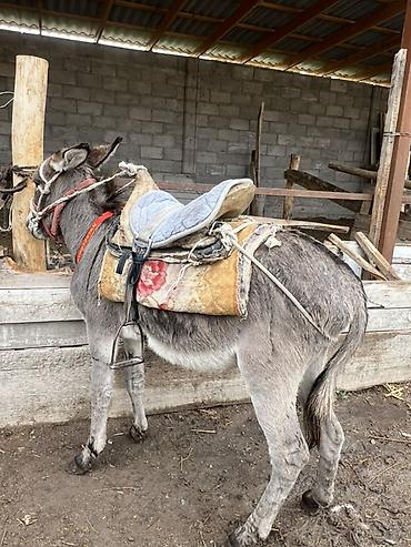 продам кента: Осёл рабочий с упряжью и седлом - Порода: домашний осёл серой масти - — 2