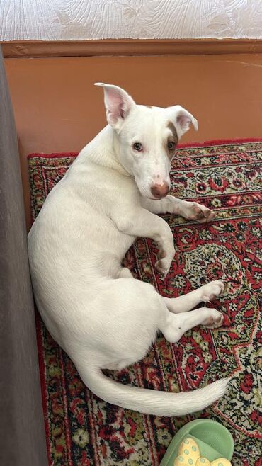 охотничий собак: Ит бекер берилет: Джек-рассел-терьер, 1 жаш, Эркек, Эмделген