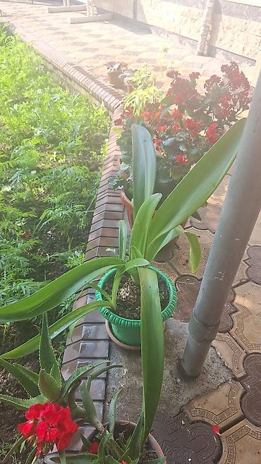 Денежное дерево: Г.Ош продаю цветы по 250 сом — 2