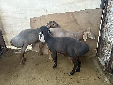 Баран, овца: Продаю | Баран (самец) | Арашан — 12
