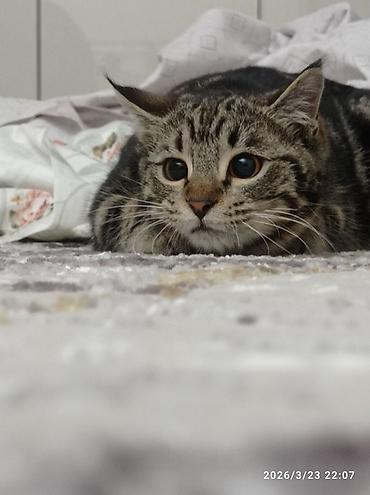 потерялся кот объявление: Кошка даром: Беспородная, 10 месяцев, Девочка, Кастрирована, Метис, Приучена к лотку — 3
