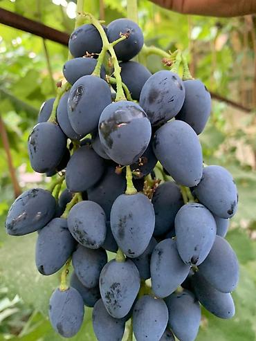 Виноград: Годовалые саженцы винограда. Цена от 200 до 300 сом. Черенки по 50 — 2