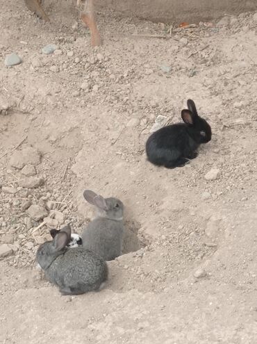декоративные кролики: Продаются кролики,6 штук,им месяц.300 сом.г.Джалал-абад