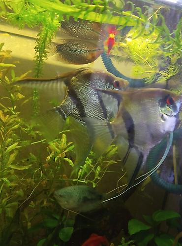 Аквариумы: Продаю скаляров самца с самкой взрослые а также две пары половозрелых — 2