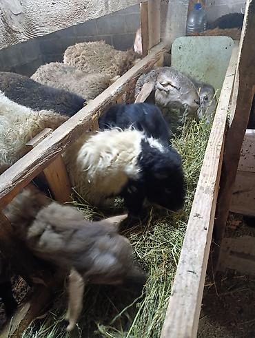 Баран, овца: Продаю | Овца (самка) | Для разведения | Осеменитель — 2