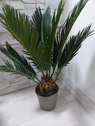 Palme: Cikas palma oko 45 cm