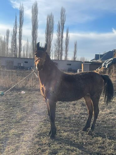 Лошади, кони: Продаю | Кобыла (самка) — 9