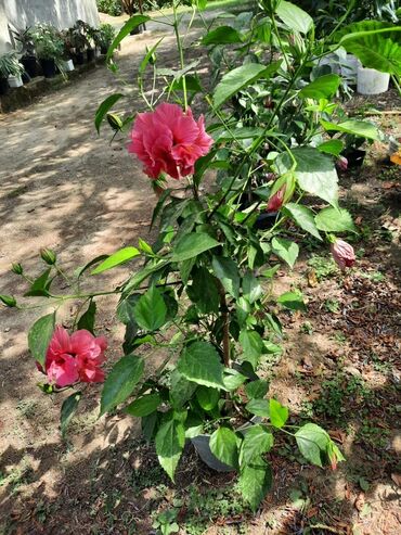Уличные растения: Hibiskus bitkisi parlaq çəhrayı çiçəkləri ilə cəlbedici bir görünüşə