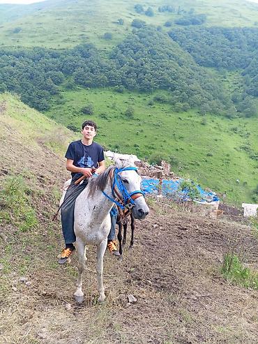 тап аз птицы: Satıram və erkək atla barter var qiyməti 1350 50 dən yuxarı yorga — 3