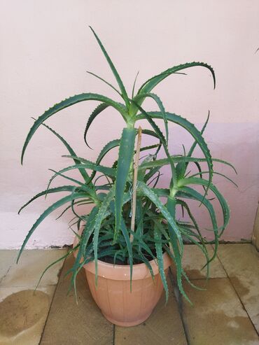 Bitkilər: Aloe Gulu. Derman Gulu. 4 illik. Yeke guldu. Yeke Qabda. Unvan. Yeni