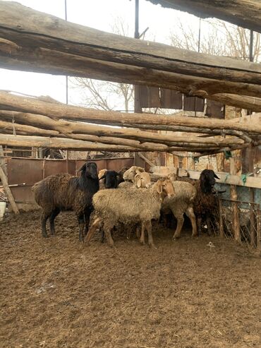 баранны: Продаю | Овца (самка), Ягненок, Баран (самец) | На забой, Для разведения, Для шерсти