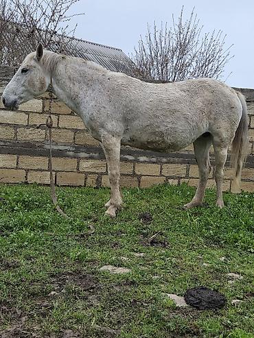 Atlar: Dişi, il: 7 — 25