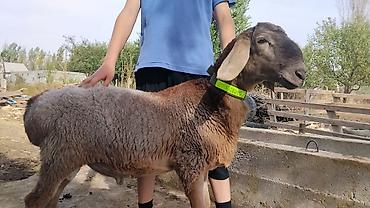 Продам с/х животных: Продаю | Баран (самец) | На забой, Для разведения — 1