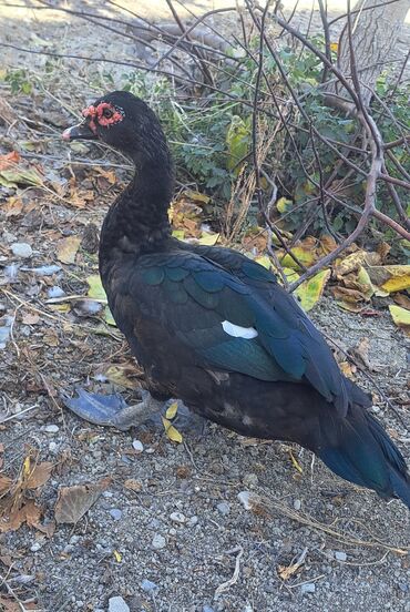 quş yuva: Самец, | Lal ordek, Macar, Для мяса, Бесплатная доставка