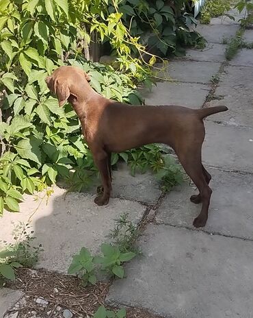 Продажа собак: Курцхаар, 5 месяцев, Самка, С прививкой at lalafo.kg Продажа собак: Курцхаар, 5 месяцев, Самка, С прививкой