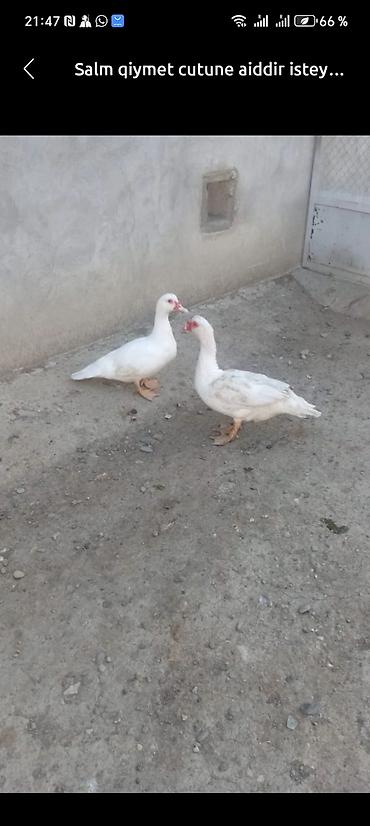 ordəy balası: Muscovy (indoutka) ördəkləri – satılır 4 aylıq balalar — 1