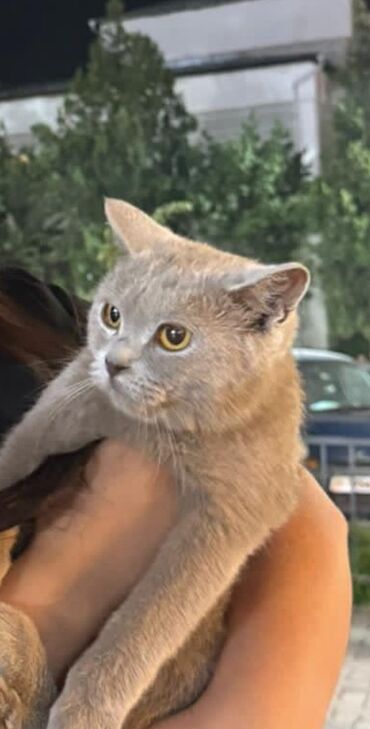 английский короткошерстный кот: Британ кыска жүндүү, 2 жаш, Ургаачы, Кызгылт көгүш