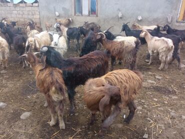 Keçi, çəpiş: Keçilər satilir — 4