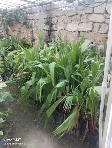 Ağaclar: Satılır: dekorativ bitkilər toplusu - Gül kolları (mini/çalı tipli) – — 11