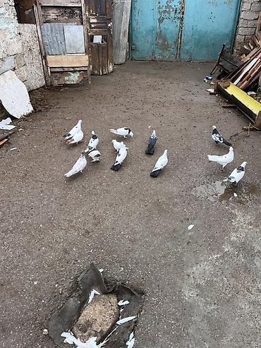 dekorativ quş: Məhsul: Ev göyərçinləri dəsti Təsvir: - Şəkillərdə müxtəlif rəng və — 4