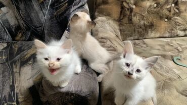 дом для кош: Бесплатно в добрые руки!Котята 4 месяца Котята, помёт из трёх