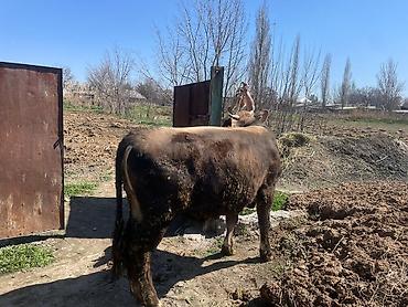 Коровы, быки: Продаю | Бык (самец) | На откорм | Племенные at lalafo.kg — 8 Коровы, быки: Продаю | Бык (самец) | На откорм | Племенные — 8