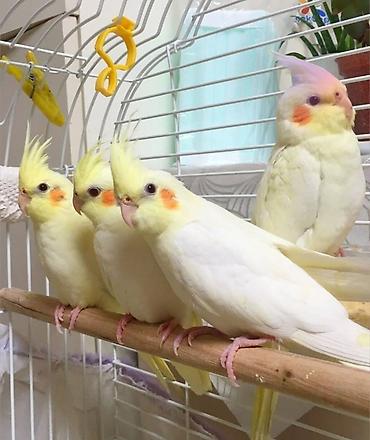 Tutuquşları: 🦜 Salam! Hazır əl quşlarımız mövcuddur 🗣️ Danışdirmaq üçün Sultan — 1