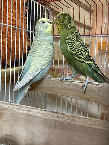 evdə ilbiz: Dalmatin və yaşıl rəngli cins bülbüllər (papuqay) – iki ədəd və — 2