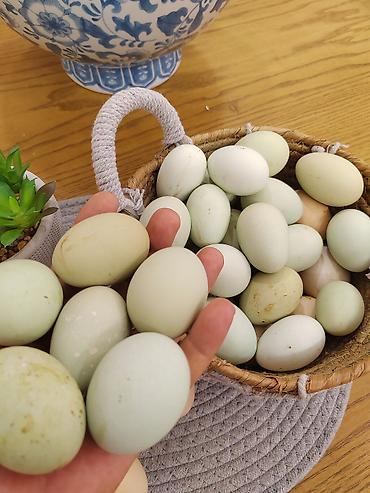 distillə olunmus su: Mavi-yaşıl çalarlı toyuq yumurtaları - Təbii rəngli (açıq mavi, açıq — 1