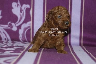 mačka prodaja: Registrovana odgajivacnica "Strong French Bull House " FCI 6525 ima u — 1