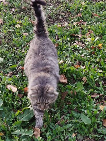 Цветы и букеты: Коробка с цветами в нежно‑розовой гамме. - Композиция в круглой — 3