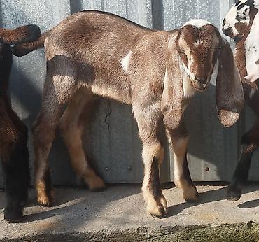 Козы, козлы: Продаю | Коза (самка), Козёл (самец), Козлёнок | Битал | Для разведения — 7