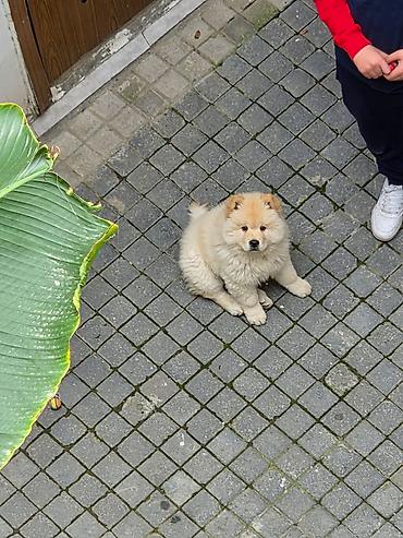 afcarka balası satışı: 🐶 SATILIR – ÇAU-ÇAU Erkək Çau-Çau balasıdır. 2 aylıqdır, rəngi ağdır — 1