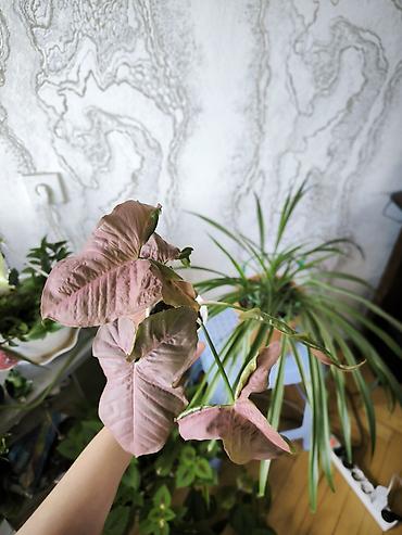 gilas bagi satilir: 🌿 Syngonium Neon Pink satılır! 💗 Gözəl çəhrayı yarpaqları ilə evinizə — 1
