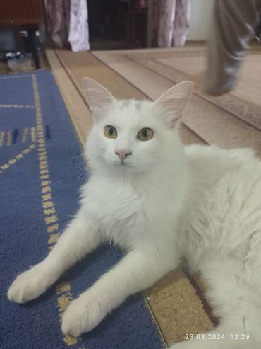 прививки: Продаётся шикарный кот породы Турецкий Ван. Возраст 6 месяцев. Очень