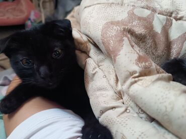 Отдам даром кошку: Кошка даром: Скотиш Фолд (Шотландская вислоухая), 4 месяца, Девочка, Приучена к лотку — 2