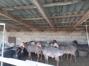 Бараны, овцы: Байланган кочкорлор сатылат Беловодский