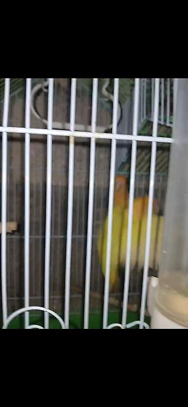 Digər quş: Məhsul: Cüt sevda quşları (lovebird) Təsvir: - Bir-birinə uyğun cüt — 9