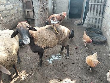 diri quzu: Məhsul: Qoyun və kənd toyuqları yasli disleri var,dosleri yoxdu. 150m — 1