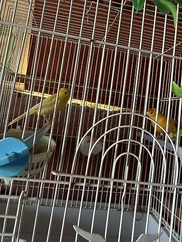 qefes satisi: Cut bulbul satilir. Saglam quslardi. Qefesle birlikde 120azn. Qefessiz — 2