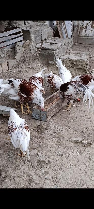 Toyuq, Damazlıq lalafo.az -da Toyuq, Damazlıq