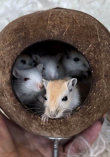 Хомяки: Продаются хомячки ручные. В нашем питомнике грызунов вы можете — 21