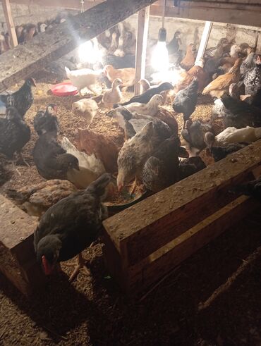 Cücələr: Toyuq cücələri, Ətlik — 8