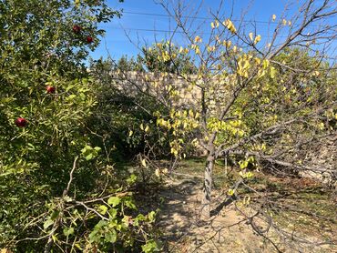 Torpaq sahələrinin satışı: 9 sot, Mülkiyyətçi, Kupça (Çıxarış) — 10