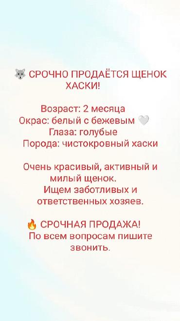 хаски цены: Хаски, 2 месяца, Самка, С прививкой — 1