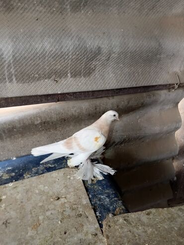 Птицы: Продаю молодых голубей 1 шт стоит пятьсот сом окончательно родители и — 27