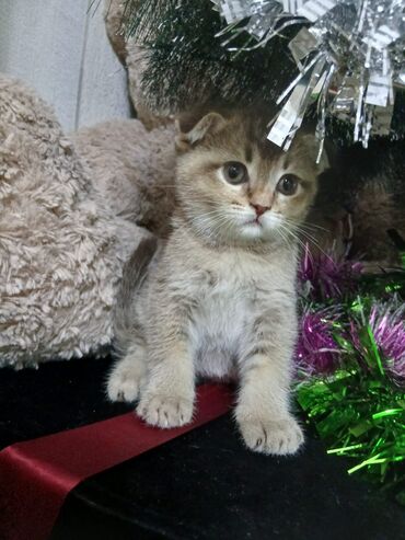 Pişiklər: 200 manatdan başdıyan qiymətlər 1000 manata kimi. Qiymət pişiyin — 29