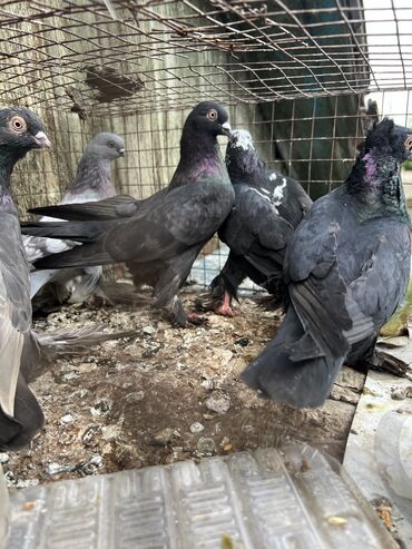 Птицы: 4 голубя 1 голубка за голову 350сом или меняю на кур #голубь #голуби