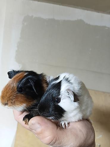 alman ovcarkası satılır: ] 🐹 Ən sakit və ən sübür Ginepiqlər artıq hazırdır! [  ] Evdə səs-küy — 6
